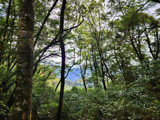 親民的綠野仙境～稍來山步道