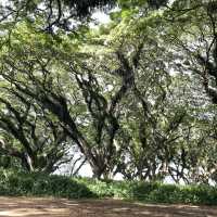 A dreamy escape into Djawatan Forest