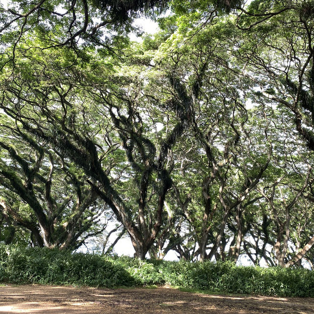 A dreamy escape into Djawatan Forest