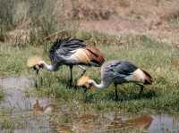 Paradise for bird watchers! Day trip to Lake Nakuru.