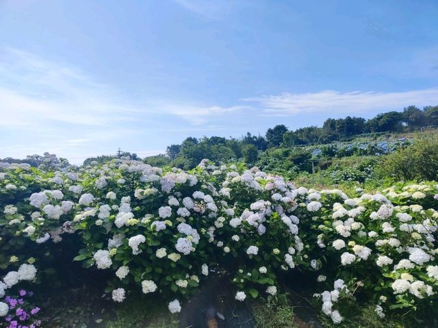 萬里高家繡球花田
