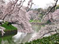 【東京】都内随一の桜の名所！旧江戸城お濠の「千鳥ヶ淵」