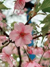 🌸Sakura Season Magic🌸: Where to See Japan’s Most Stunning Blooms