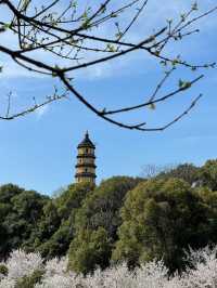 Trip to Zhenjiang 🌸