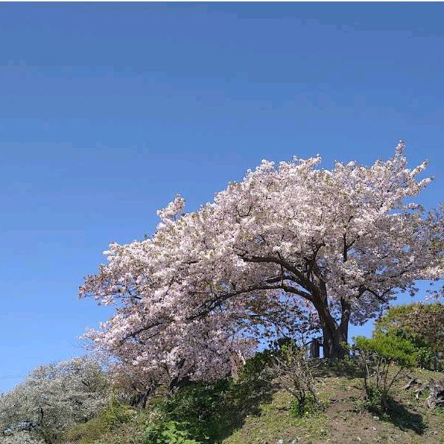 Matsumae Park, Hokkaido