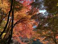 ชมใบไม้เปลี่ยนสีที่สวน Koishikawa Korakuen