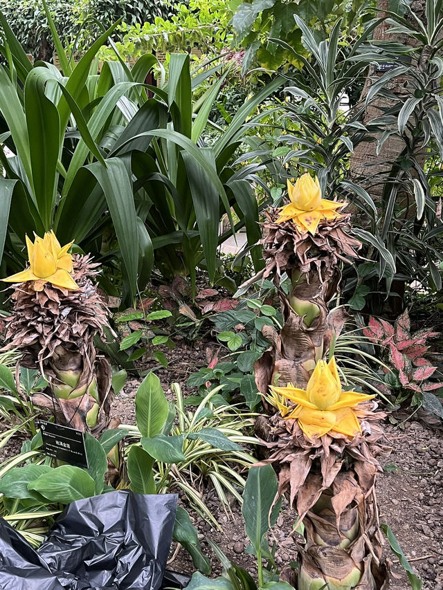 싱그러운 광저우 화남식물원을 가보셨나요? 🌸🌴