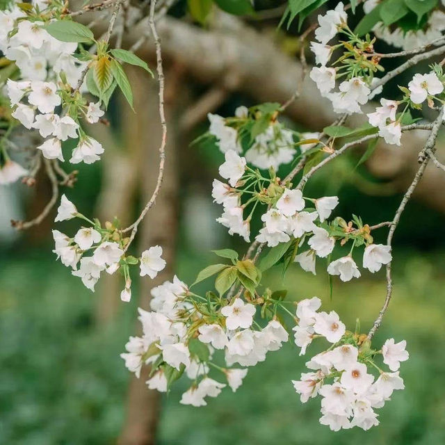 Chasing Sakura at Linhai, Zheijang Province