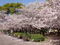 Chasing Sakura at Tsuruma Park