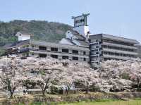 Chasing Sakura at Misasa-Kan (Misasa Onsen)
