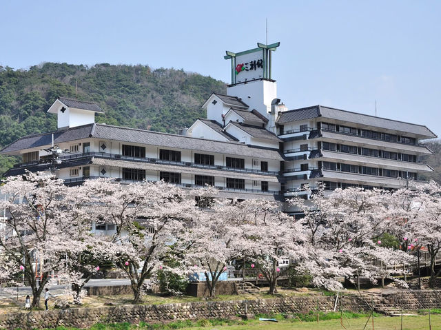 Chasing Sakura at Misasa-Kan (Misasa Onsen)