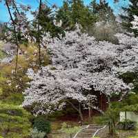 BLUSH OF SPRING | FULL BLOOM IN BOMUN LAKESIDE