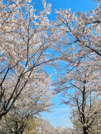 남양주 한적한 벚꽃 스팟!🌸