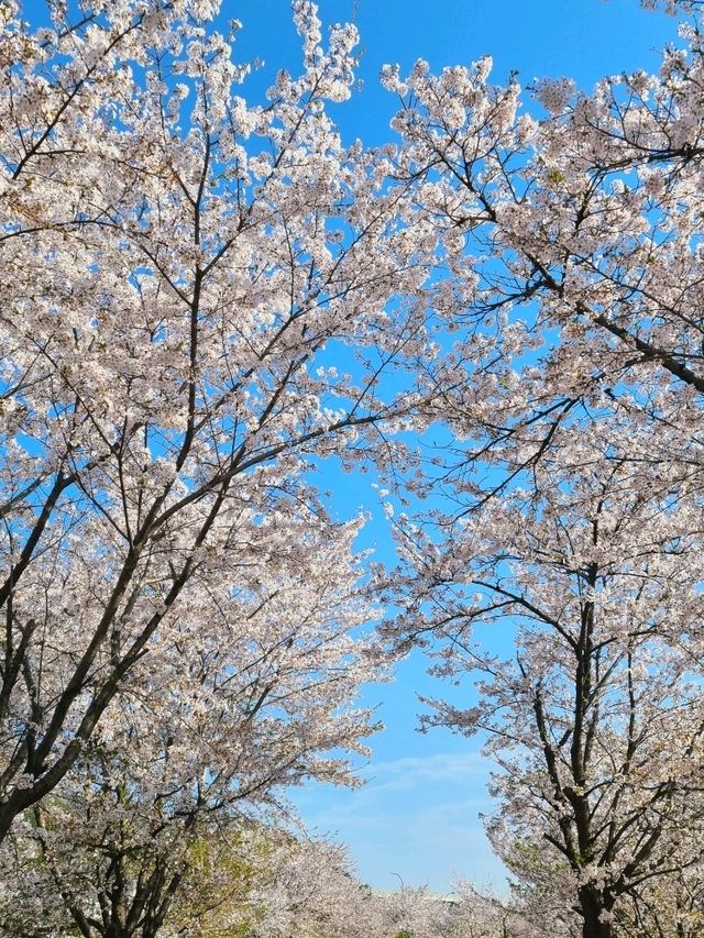 남양주 한적한 벚꽃 스팟!🌸
