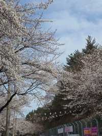🌸왕지마을 벚꽃길🌸