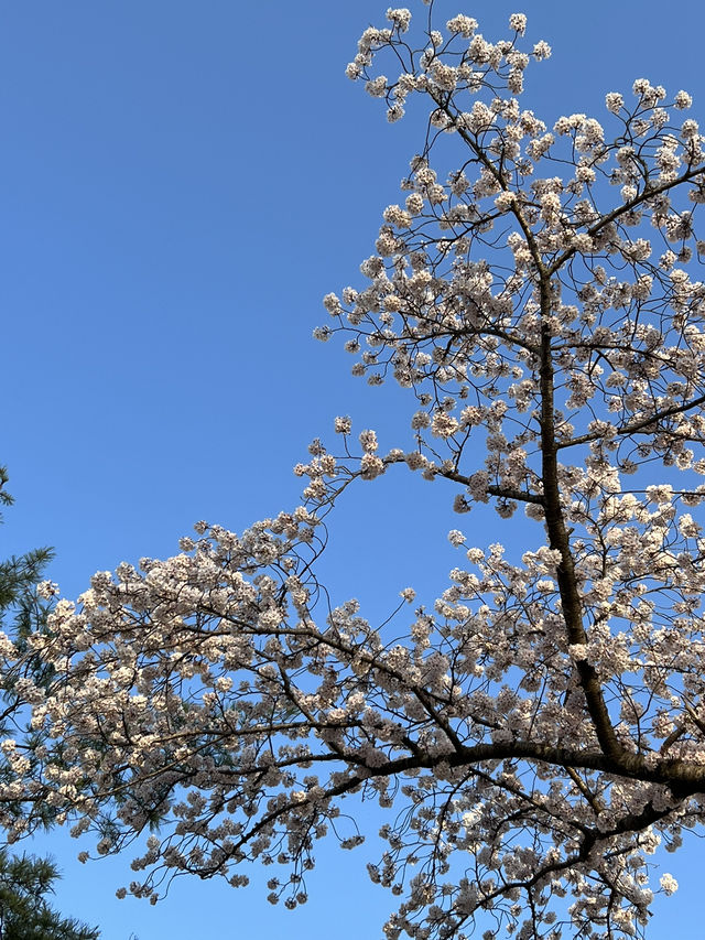 경주 벚꽃 명소, 4월 국내 여행지 추천, 국내 겹벚꽃 명소