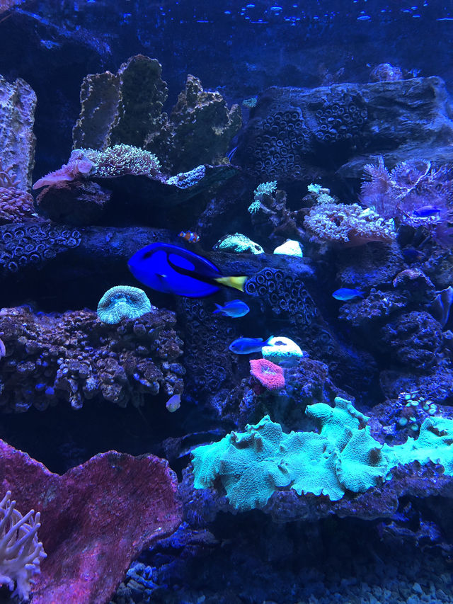 Sea World Ancol, Samudra and Bird Park