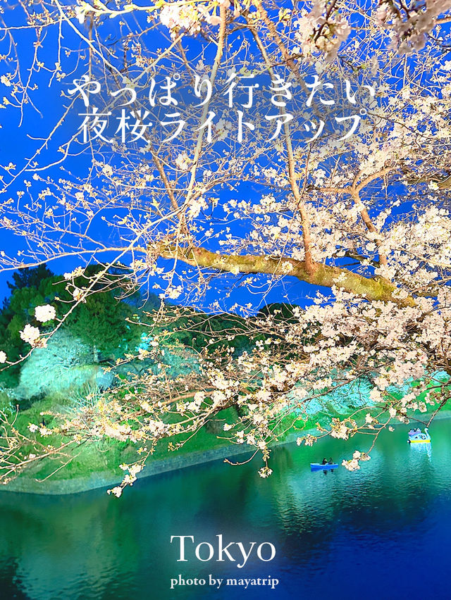 やっぱり行きたい夜桜ライトアップ【東京／千鳥ヶ淵】