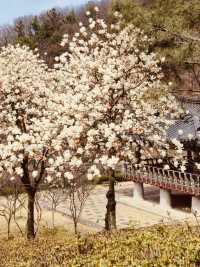 Spring's Historical Bloom: Uam Park's Cultural Cherry Blossom Experience