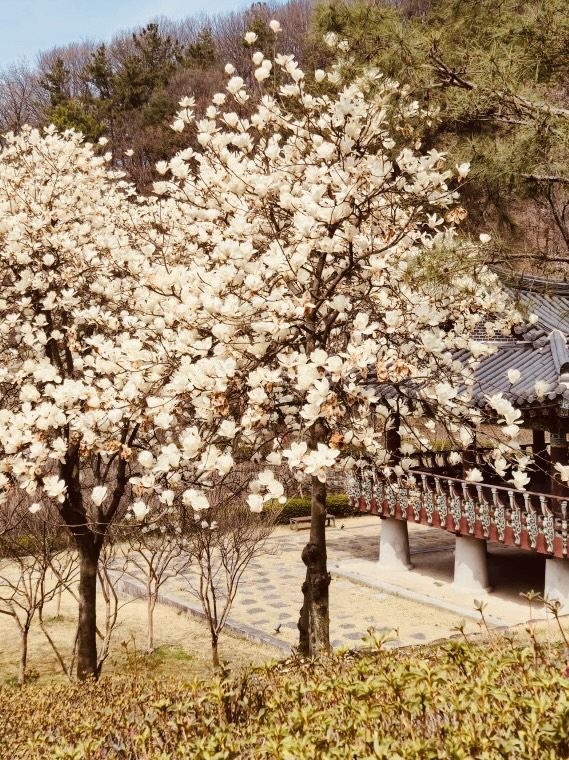 Spring's Historical Bloom: Uam Park's Cultural Cherry Blossom Experience