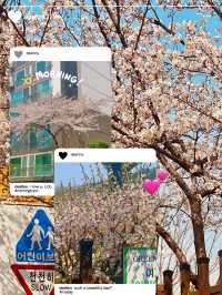 A Cherry Blossom Spectacle