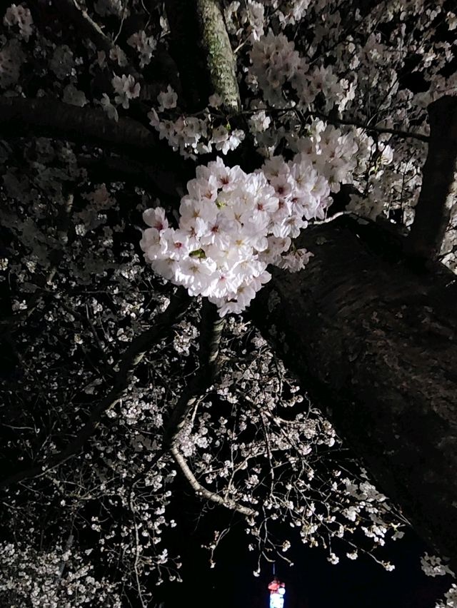 【山口グルメ】春来軒・やきそば・ばりそば