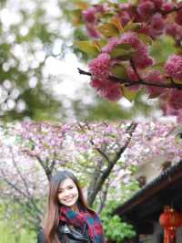 A Serendipitous Spring in Shuhe: Cherry Blossoms and Wisteria