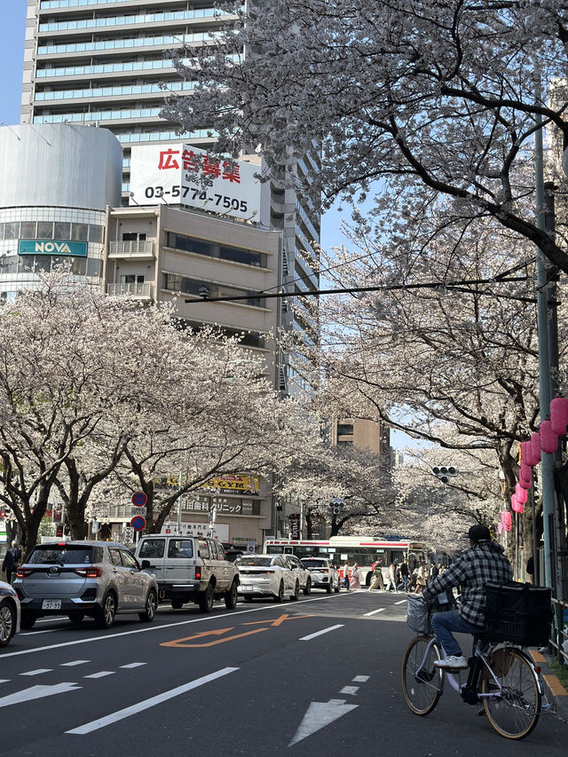 東京賞櫻攻略：中目黑、澀谷、中野、芝公園，一次蒐集所有粉嫩美景！🌸