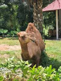 Roars, Paws & Jungle Laws – A Day at Zoo Negara