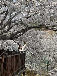 진주 벚꽃명소 여기 빨리 가!