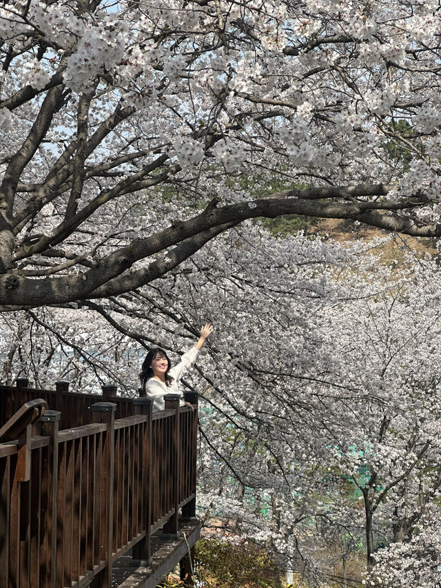 진주 벚꽃명소 여기 빨리 가!