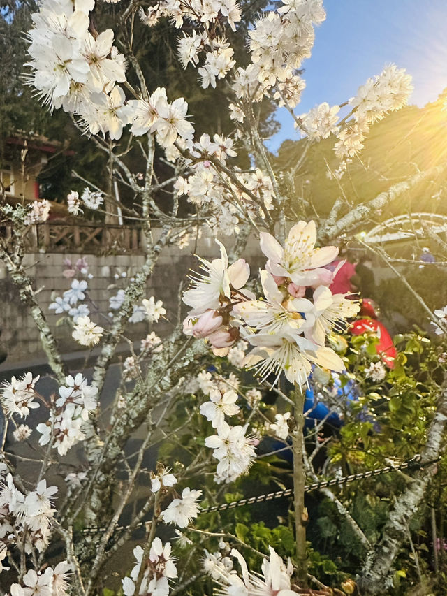 Alisan welcomed cherry blossom!