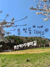 부산 봄 데이트는 여기서! (실시간 만개)