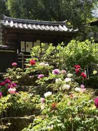 Peony Season at Hase-dera Temple
