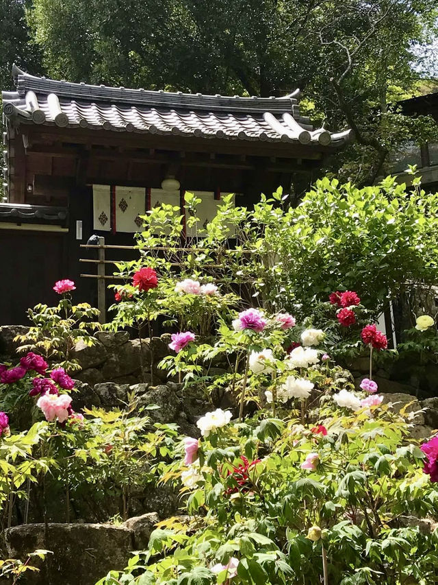 Peony Season at Hase-dera Temple