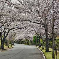 泊城公園～櫻醉神迷