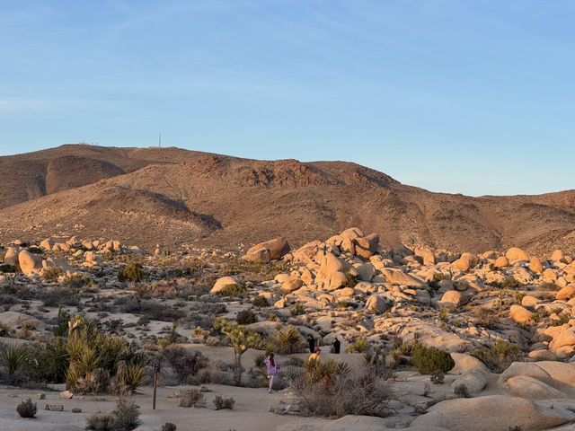 Joshua Tree🌴令到我沙漠依2個字有了實感🏜️
