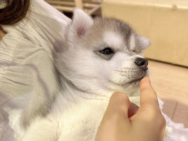 【馬六甲｜萌到心臟爆擊的 huskitory！】