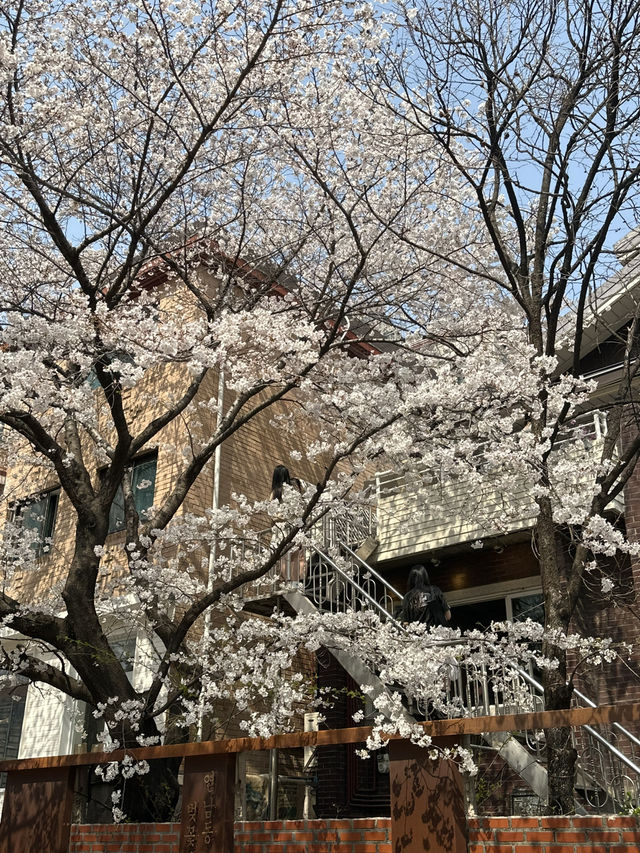 首爾延南洞必去櫻花咖啡店🌸期間限定櫻花樹&櫻花餐單