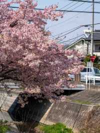 小江戸に咲き誇る桜。川越の春が美しすぎた🌸🏯