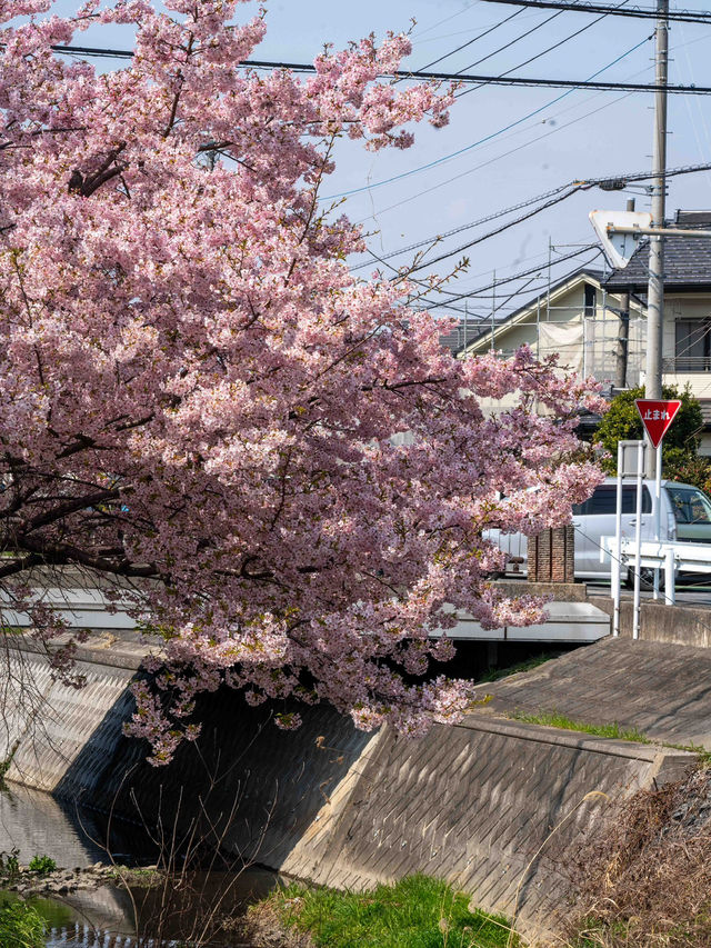小江戸に咲き誇る桜。川越の春が美しすぎた🌸🏯