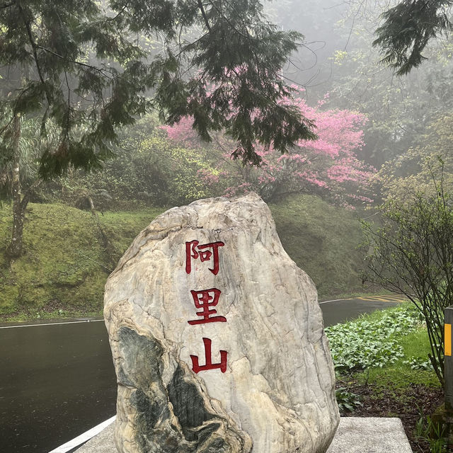 阿里山派出所步道 Alishan Police Station Trail 