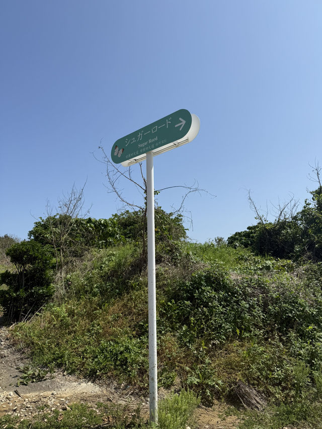 🏝️小浜島の絶景スポット「シュガーロード」🚴‍♀️
