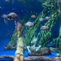 Aquaria KLCC