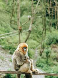 Hidden Spot to See Golden Snub-Nosed Monkeys Up Close!