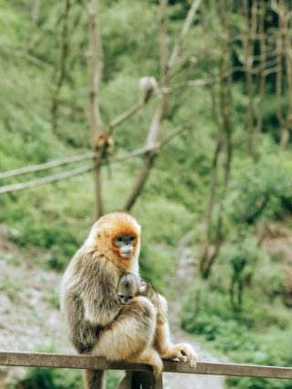 Hidden Spot to See Golden Snub-Nosed Monkeys Up Close!