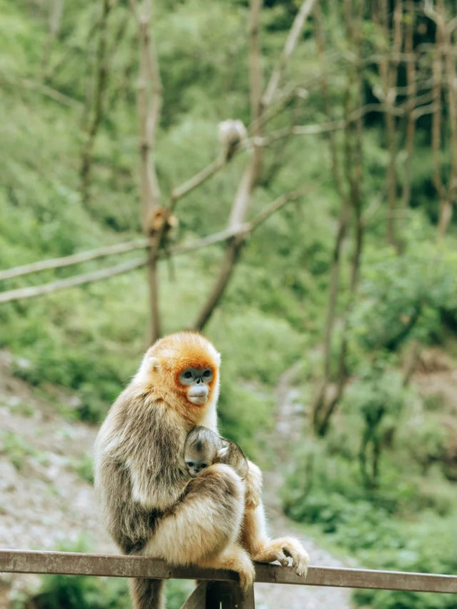 Hidden Spot to See Golden Snub-Nosed Monkeys Up Close!