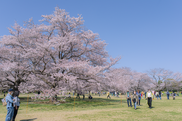 A Spring Day Surrounded by Cherry Blossoms at Showakinen Park 