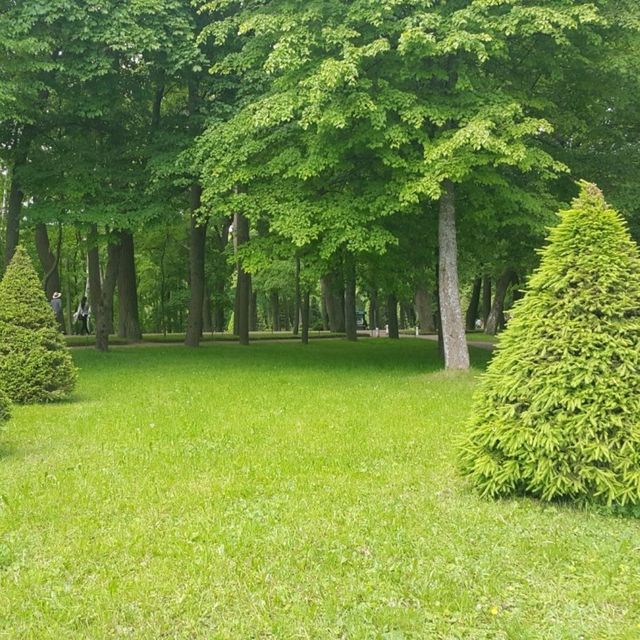 산책하기 좋은 페테르고프의 숲