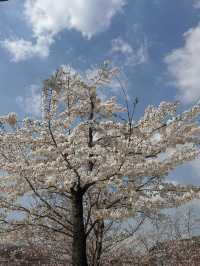 Chasing Cherry Blossoms Through Busan Streets